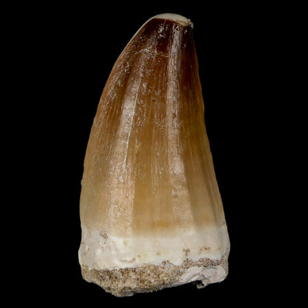 XL 2.1" Mosasaur Prognathodon Fossil Tooth Cretaceous Dinosaur Era COA & Stand