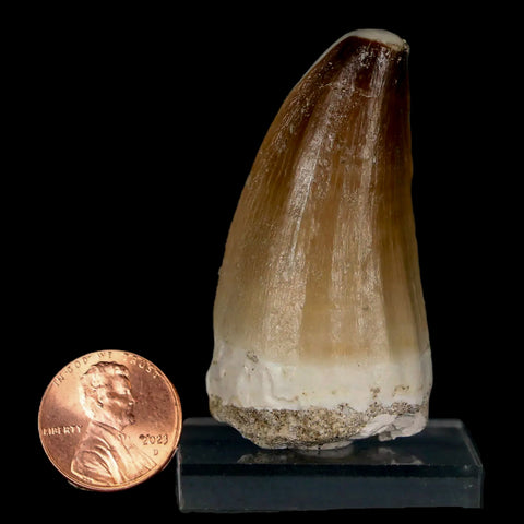 XL 2.1" Mosasaur Prognathodon Fossil Tooth Cretaceous Dinosaur Era COA & Stand - Fossil Age Minerals