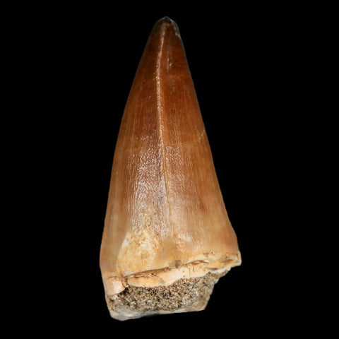 XL 2" Mosasaur Prognathodon Fossil Tooth Cretaceous Dinosaur Era COA & Stand - Fossil Age Minerals