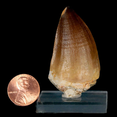 XL 2" Mosasaur Prognathodon Fossil Tooth Cretaceous Dinosaur Era COA & Stand - Fossil Age Minerals