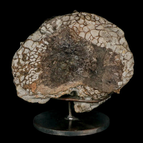 6" Daspletosaurus Tyrannosaur Dinosaur Fossil Vertebrae Judith River FM MT COA - Fossil Age Minerals