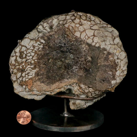 6" Daspletosaurus Tyrannosaur Dinosaur Fossil Vertebrae Judith River FM MT COA - Fossil Age Minerals