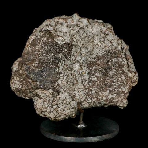 6" Daspletosaurus Tyrannosaur Dinosaur Fossil Vertebrae Judith River FM MT COA - Fossil Age Minerals