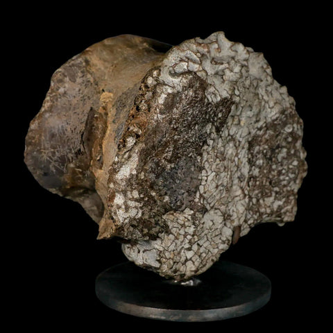 6" Daspletosaurus Tyrannosaur Dinosaur Fossil Vertebrae Judith River FM MT COA - Fossil Age Minerals