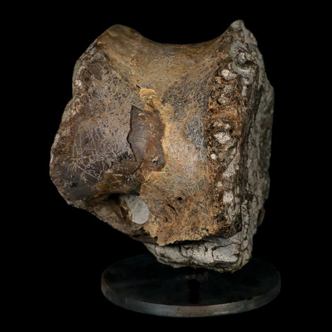 6" Daspletosaurus Tyrannosaur Dinosaur Fossil Vertebrae Judith River FM MT COA - Fossil Age Minerals