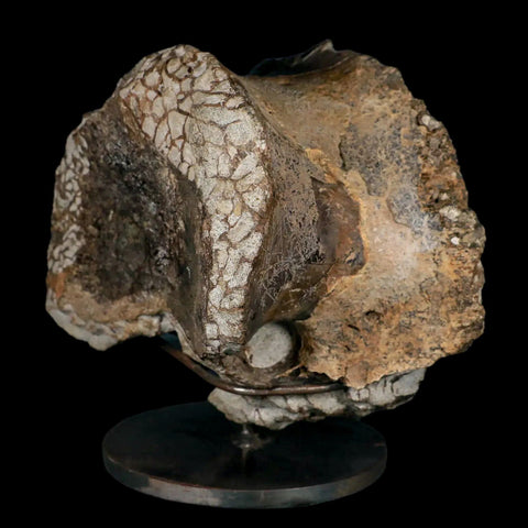 6" Daspletosaurus Tyrannosaur Dinosaur Fossil Vertebrae Judith River FM MT COA - Fossil Age Minerals