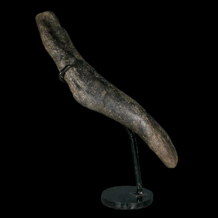 7.9" Hypacrosaurus Dinosaur Fossil Humerus Bone Two Medicine FM MT COA, Stand