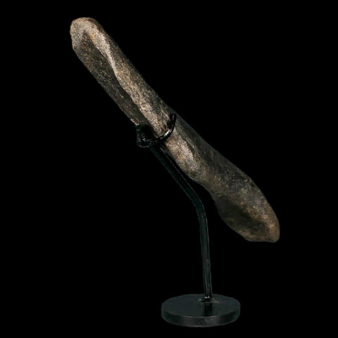 7.9" Hypacrosaurus Dinosaur Fossil Humerus Bone Two Medicine FM MT COA, Stand - Fossil Age Minerals