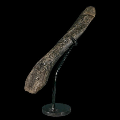 7.9" Hypacrosaurus Dinosaur Fossil Humerus Bone Two Medicine FM MT COA, Stand - Fossil Age Minerals