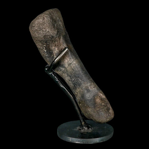 6.2" Hypacrosaurus Dinosaur Fossil Metatarsal Toe Two Medicine FM MT COA, Stand - Fossil Age Minerals