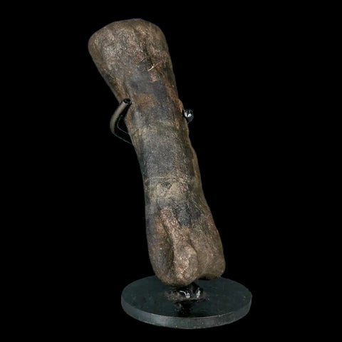 6.2" Hypacrosaurus Dinosaur Fossil Metatarsal Toe Two Medicine FM MT COA, Stand - Fossil Age Minerals