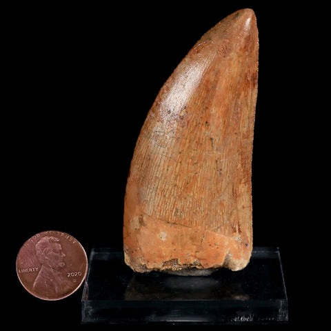 2.8" Carcharodontosaurus Fossil Tooth Cretaceous Theropod Dinosaur Stand, COA - Fossil Age Minerals