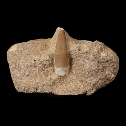 1.6" Plesiosaur Zarafasaura Tooth Fossil In Matrix Cretaceous Dinosaur Era COA - Fossil Age Minerals