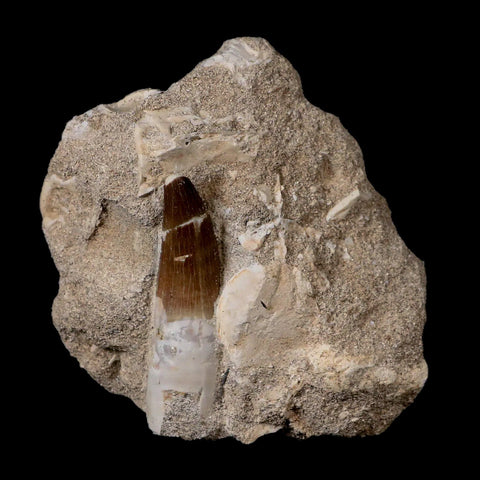 XL 2.2" Plesiosaur Zarafasaura Tooth Fossil In Matrix Cretaceous Dinosaur Era COA - Fossil Age Minerals