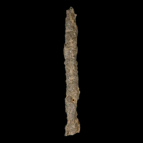 XXL 7.5" Fulgurite Petrified Lighting Strike Glass Sahara Desert Algeria - Fossil Age Minerals