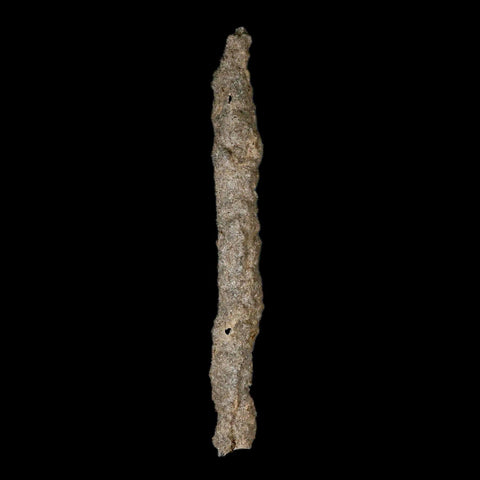 XXL 7.5" Fulgurite Petrified Lighting Strike Glass Sahara Desert Algeria - Fossil Age Minerals