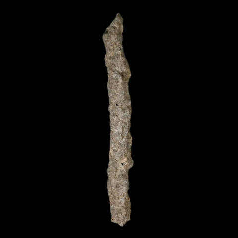 XXL 7.5" Fulgurite Petrified Lighting Strike Glass Sahara Desert Algeria - Fossil Age Minerals