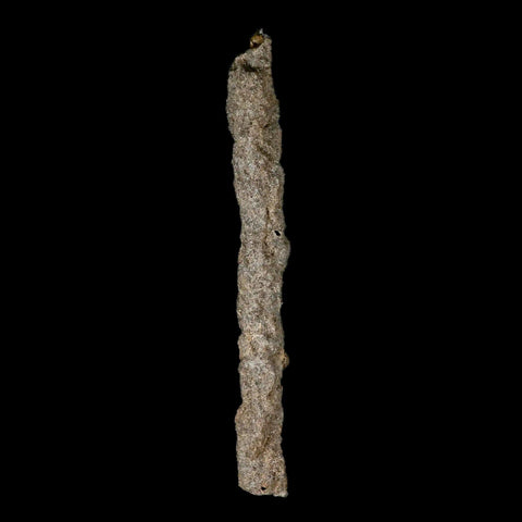 XXL 7.5" Fulgurite Petrified Lighting Strike Glass Sahara Desert Algeria - Fossil Age Minerals