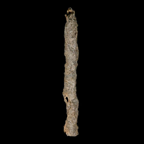 XXL 7.5" Fulgurite Petrified Lighting Strike Glass Sahara Desert Algeria - Fossil Age Minerals