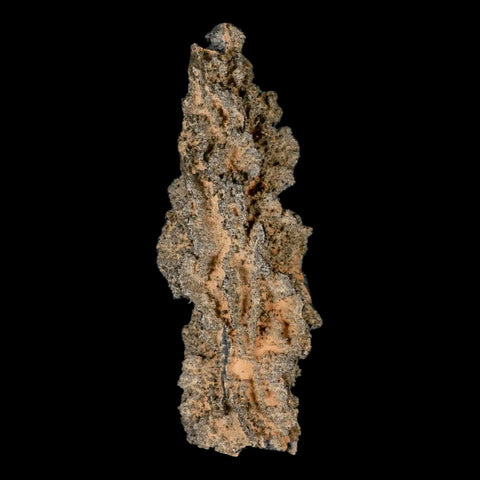 XXL 6.4" Fulgurite Petrified Lighting Strike Glass Sahara Desert Algeria - Fossil Age Minerals