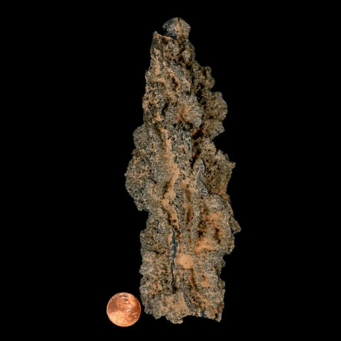 XXL 6.4" Fulgurite Petrified Lighting Strike Glass Sahara Desert Algeria - Fossil Age Minerals