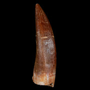 XL 2.2" Plesiosaur Zarafasaura Tooth Fossil Cretaceous Dinosaur Era COA, Stand
