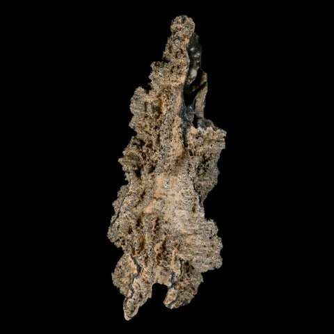 XXL 6.4" Fulgurite Petrified Lighting Strike Glass Sahara Desert Algeria - Fossil Age Minerals