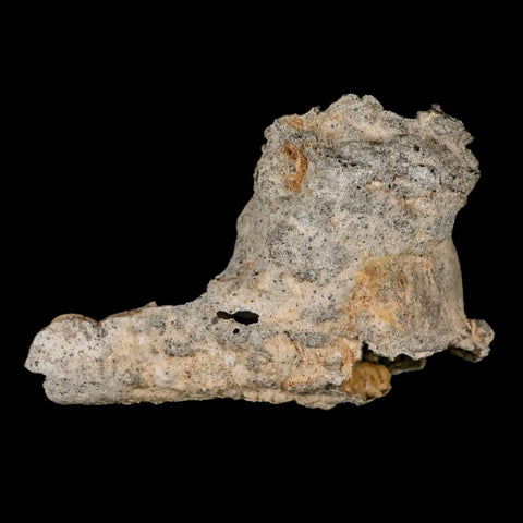 XXL 4.7" Fulgurite Petrified Lighting Strike Glass Sahara Desert Algeria - Fossil Age Minerals