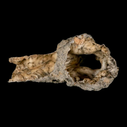 XXL 4.7" Fulgurite Petrified Lighting Strike Glass Sahara Desert Algeria - Fossil Age Minerals