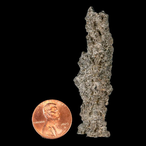 2.4" Fulgurite Petrified Lighting Strike Glass Sahara Desert Algeria - Fossil Age Minerals