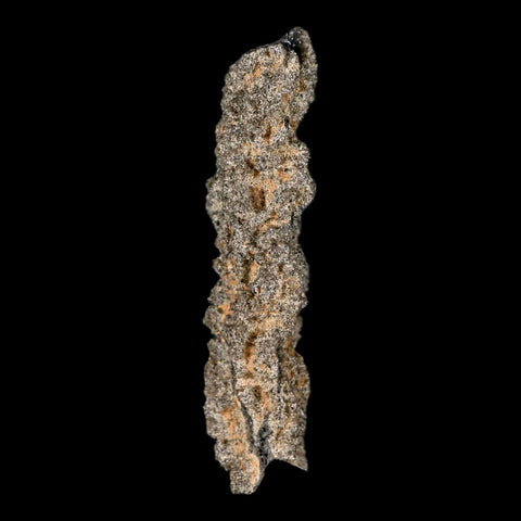 2.4" Fulgurite Petrified Lighting Strike Glass Sahara Desert Algeria - Fossil Age Minerals