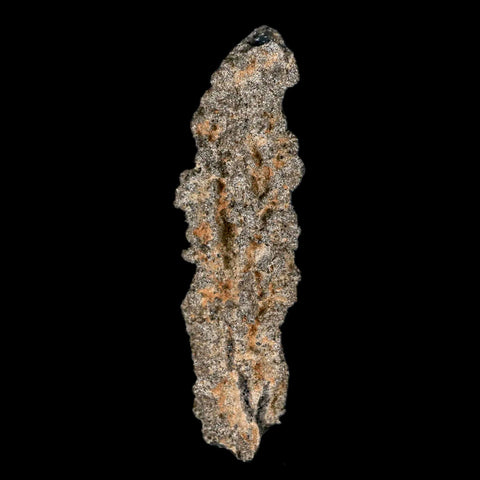 2.4" Fulgurite Petrified Lighting Strike Glass Sahara Desert Algeria - Fossil Age Minerals