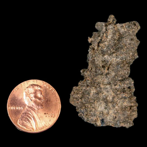 1.5" Fulgurite Petrified Lighting Strike Glass Sahara Desert Algeria - Fossil Age Minerals