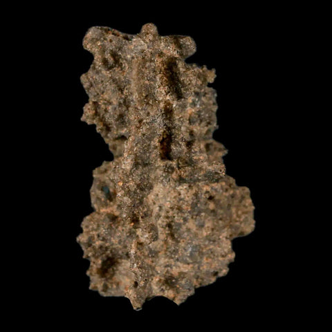 1.5" Fulgurite Petrified Lighting Strike Glass Sahara Desert Algeria - Fossil Age Minerals