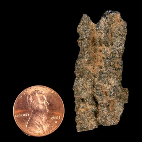 1.8" Fulgurite Petrified Lighting Strike Glass Sahara Desert Algeria - Fossil Age Minerals