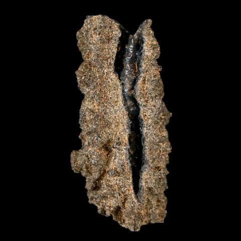 1.8" Fulgurite Petrified Lighting Strike Glass Sahara Desert Algeria - Fossil Age Minerals