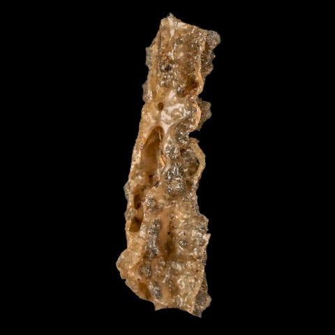 2" Fulgurite Petrified Lighting Strike Glass Sahara Desert Algeria - Fossil Age Minerals