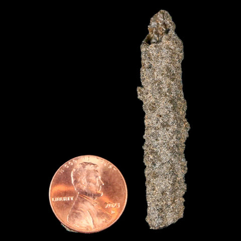 2.1" Fulgurite Petrified Lighting Strike Glass Sahara Desert Algeria - Fossil Age Minerals