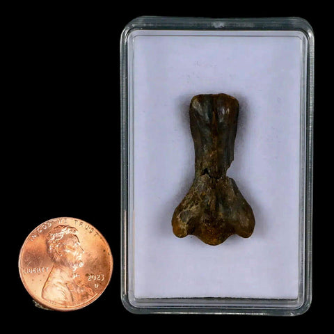 1.1" Tyrannosaur Fossil Vertebrae Cretaceous Dinosaur Judith River FM MT COA Display - Fossil Age Minerals