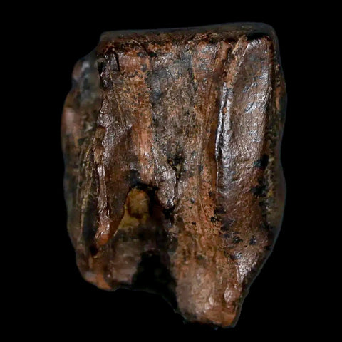 XL 0.6" Triceratops Fossil Tooth Hell Creek FM Cretaceous Dinosaur MT COA & Display - Fossil Age Minerals