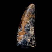 1.8" Afrovenator Fossil Tooth Tiouraren FM Tenere Desert Niger Jurassic Dinosaur