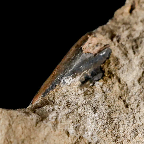 2.2" Tyrannosaur Fossil Foot Claw With Other Fossils Cretaceous Dinosaur Montana - Fossil Age Minerals