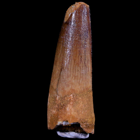 1.6" Spinosaurus Fossil Tooth 100 Mil Yrs Old Cretaceous Dinosaur COA & Stand - Fossil Age Minerals