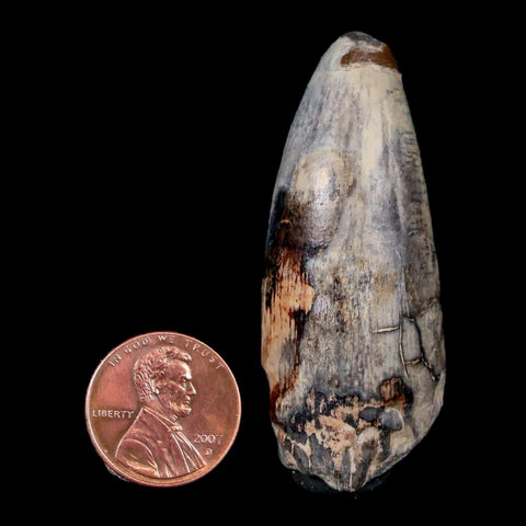 2.2" Sarcosuchus Imperator Crocodile Fossil Tooth Elrhaz FM Cretaceous Niger COA - Fossil Age Minerals