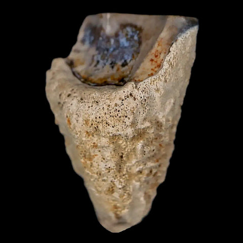 XL 0.8" Triceratops Fossil Tooth Hell Creek FM Cretaceous Dinosaur MT COA & Display - Fossil Age Minerals