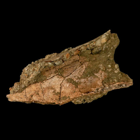 5.2" Tyrannosaurus Rex Fossil Bone Dinosaur Lance Creek Formation Wyoming COA - Fossil Age Minerals