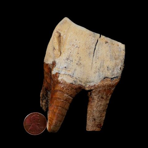 3.8" Woolly Rhinoceros Fossil Rooted Tooth Pleistocene Age Megafauna Russia COA - Fossil Age Minerals