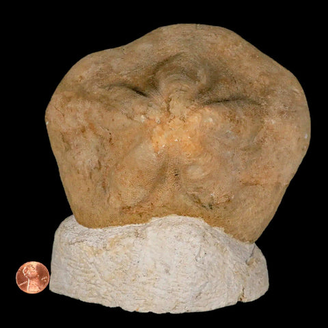 6" Detailed Fossil Clypeaster Altus Sea Urchin Echinoid Cretaceous Taza Morocco - Fossil Age Minerals