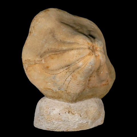 6.5" Detailed Fossil Clypeaster Altus Sea Urchin Echinoid Cretaceous Taza Morocco - Fossil Age Minerals