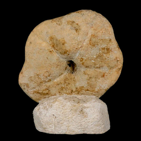 6.5" Detailed Fossil Clypeaster Altus Sea Urchin Echinoid Cretaceous Taza Morocco - Fossil Age Minerals